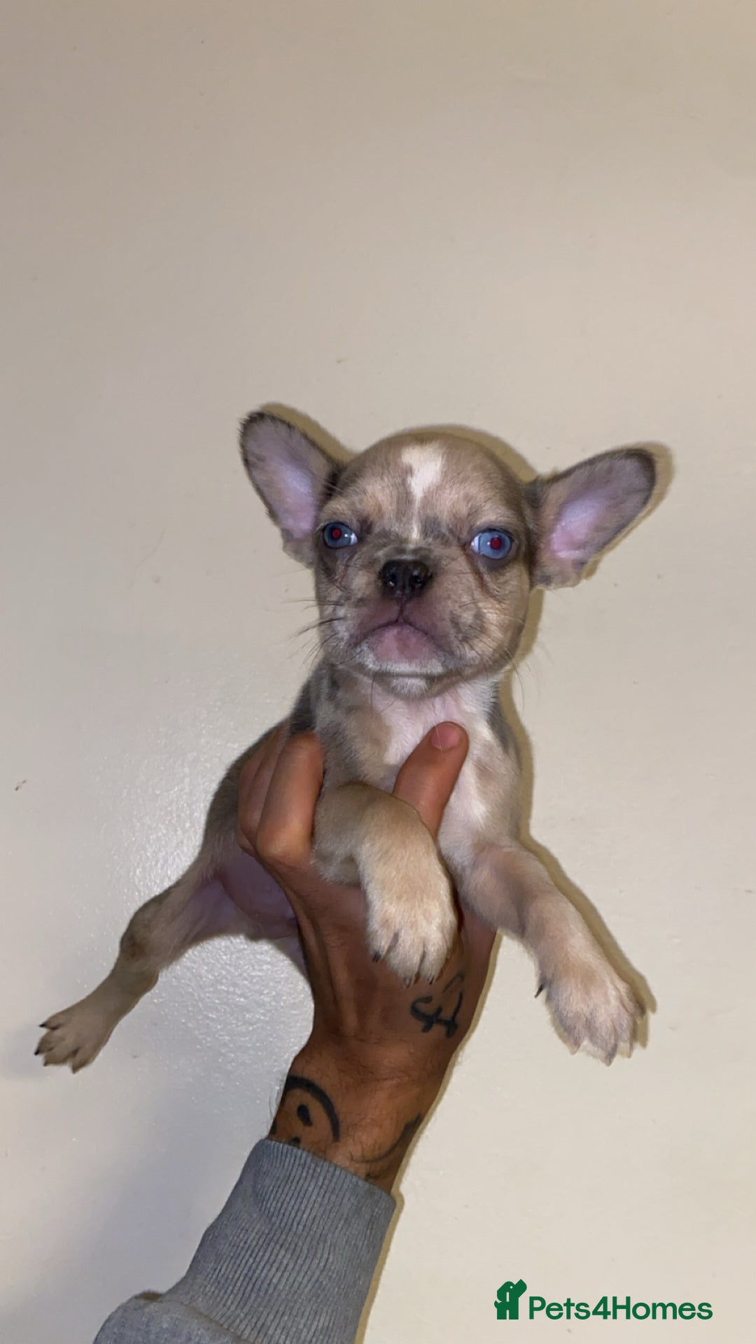 French Bulldog dogs for sale: French bulldogs  - Image 3
