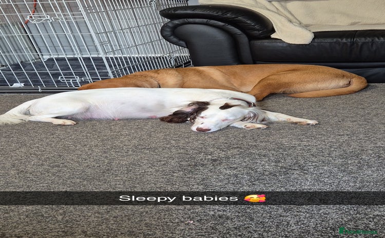 Springador dogs - Advert 1