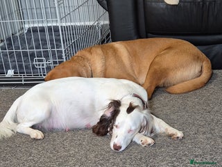 Springador dogs Springador puppies for sale - Advert 14