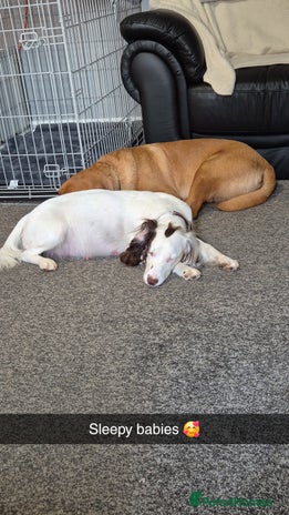 Springador dogs - Advert 1