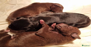 Mixed Breed dogs - Advert 12