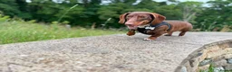 Dachshund dogs for sale: Male daschund  in Keighley - Advert 5