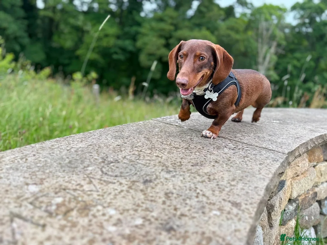 Dachshund dogs for sale: Male daschund  in Keighley - Advert 5