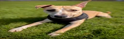 Mixed Breed dogs for adoption: Milo - 16kg Mixed Breed for Adoption in Wells - Advert 3