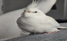 Cockatiels birds for sale: White cockatiel bird - Image 2