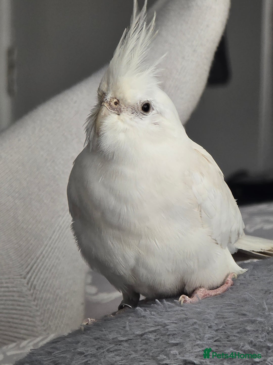 Cockatiels birds for sale: White cockatiel bird - Image 2