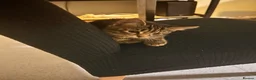 Mixed Breed cats for sale: Kittens  - Advert 3