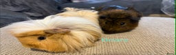 Guinea Pig rodents for sale: Adult and baby guinea pigs - Advert 7