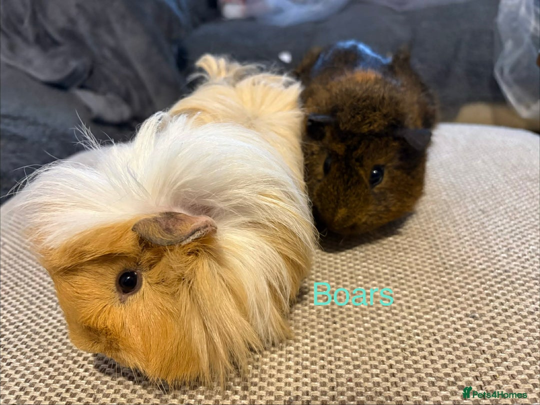Guinea Pig rodents for sale: Adult and baby guinea pigs - Advert 7