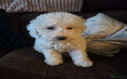 Cavapoo dogs for sale: Cavapoo puppies ready now  - Image 4