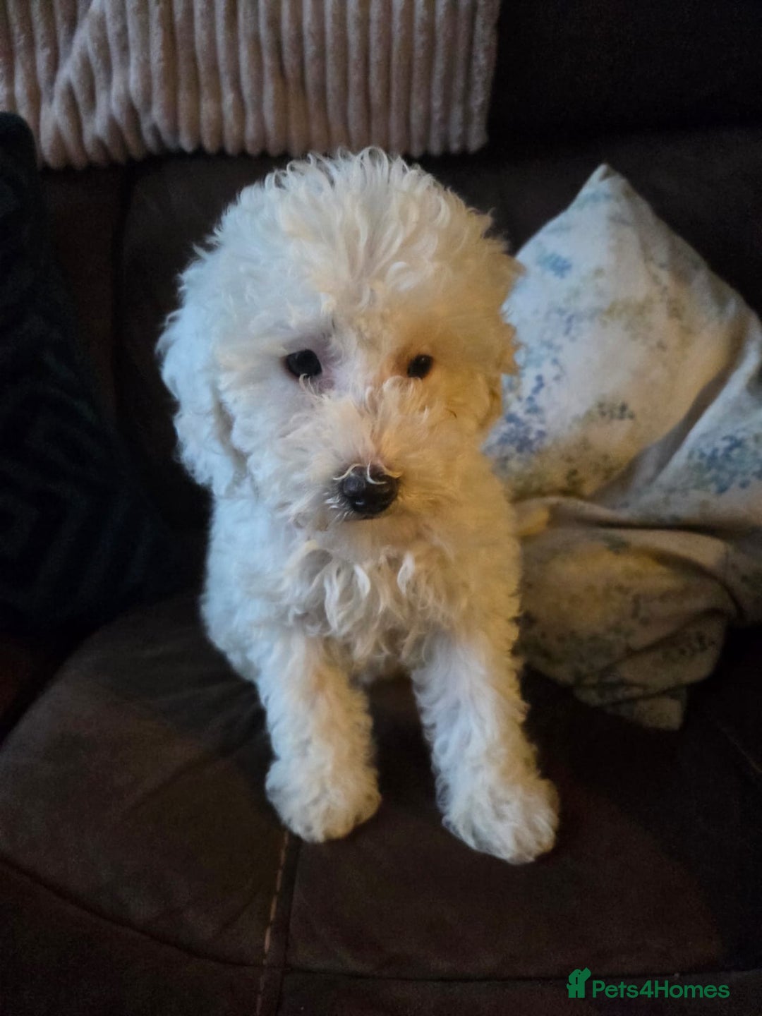 Cavapoo dogs for sale: Cavapoo puppies ready now  - Image 4