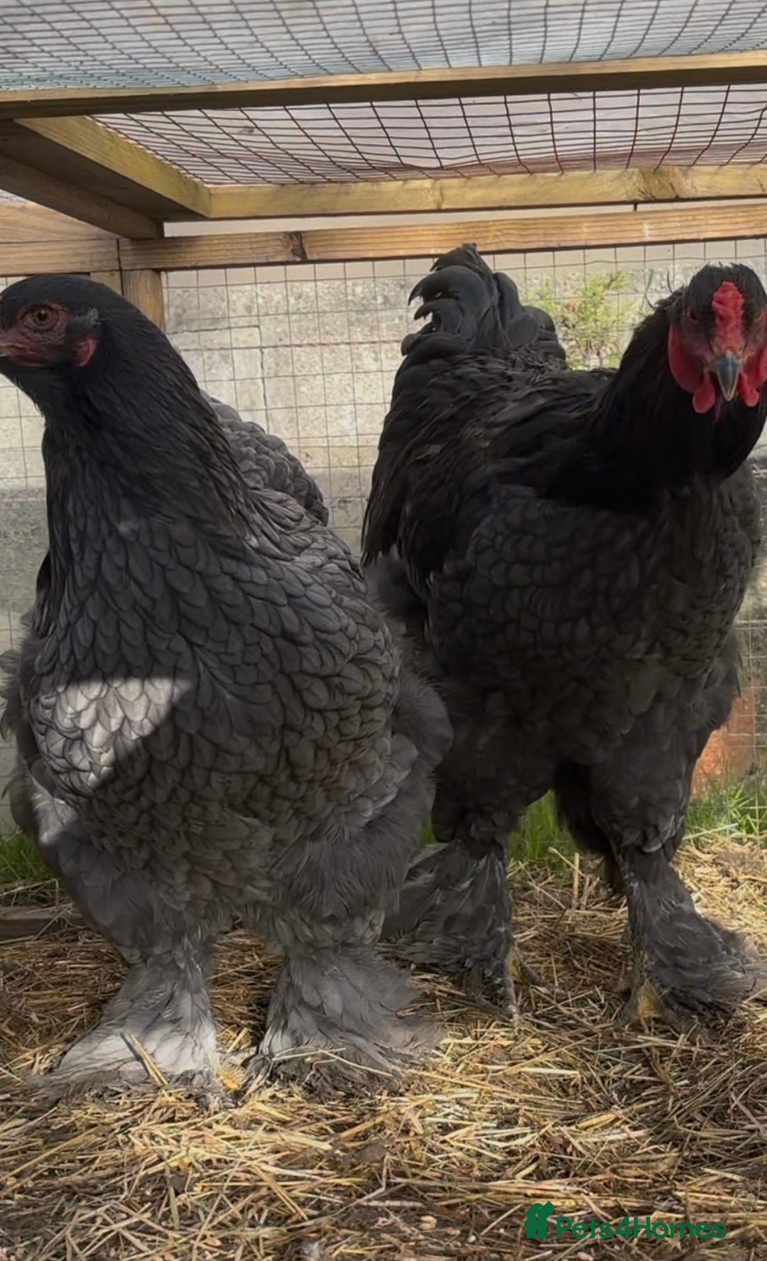 Chickens poultry for sale: Pair of brahamas black chicken  - Advert 2