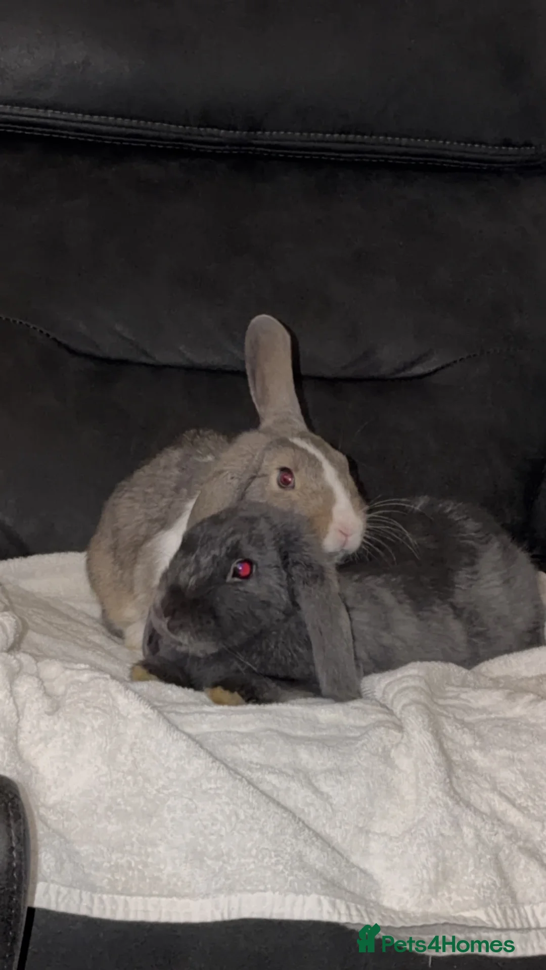 Mini Lop rabbits for sale: 🐇Mini lop baby🐇 1 Available!! Ready now!! - Advert 9