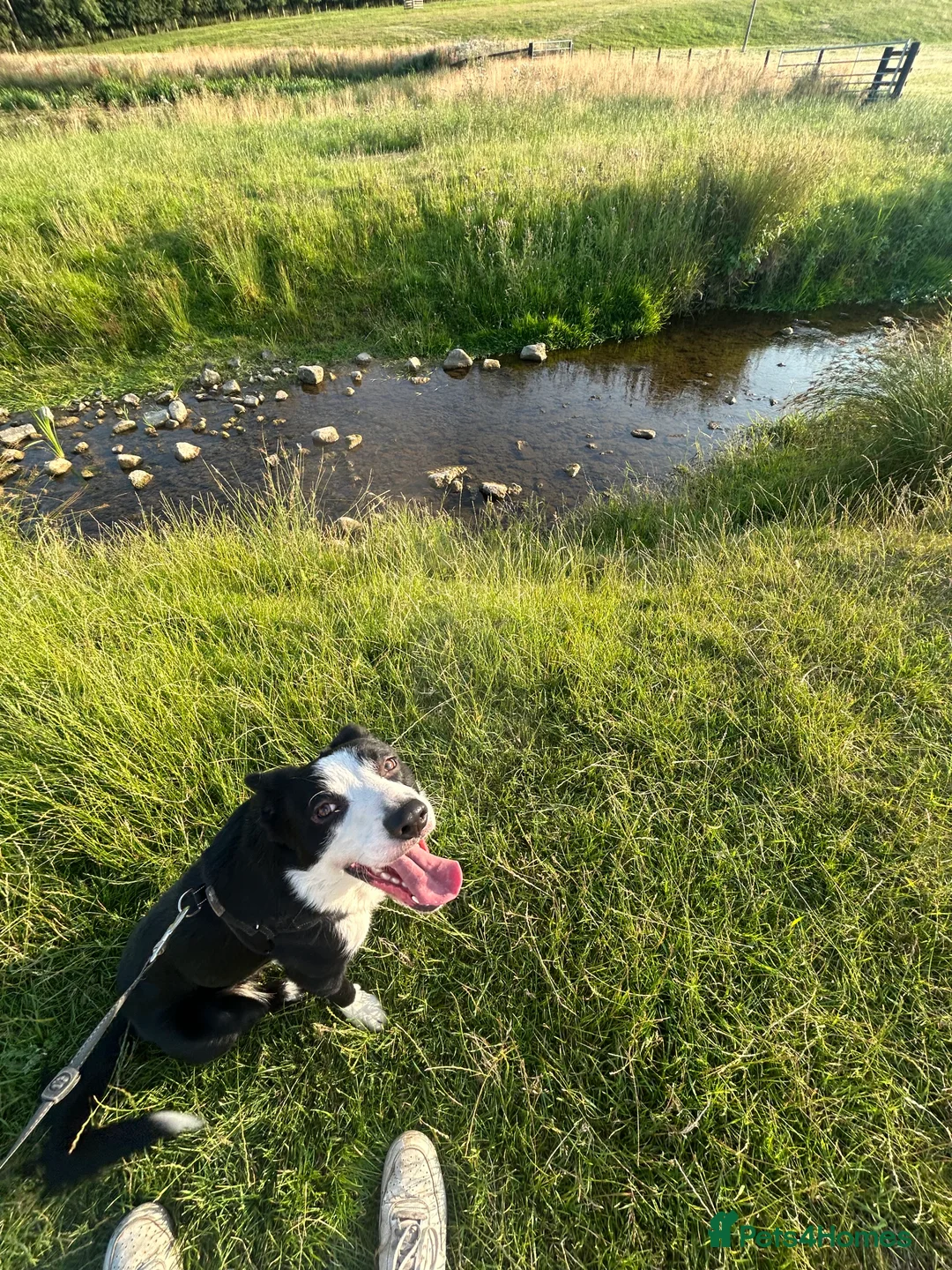 Border Collie dogs for sale: Pedigree Border Collie - Advert 2