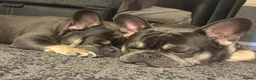 French Bulldog dogs for sale: Hugo & Stanley Frenchie Brothers - Advert 6