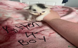 Maine Coon cats for sale: MI have 6 BEAUTIFUL kittens for sale🩷 - Image 3