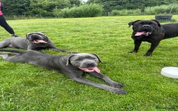 Cane Corso dogs for sale: Large Cane Corso pups - Advert 23