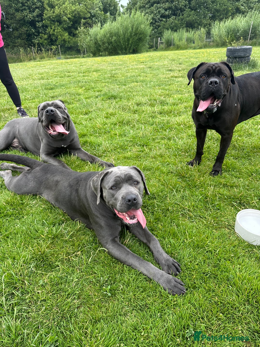 Cane Corso dogs for sale: Large Cane Corso pups - Advert 23
