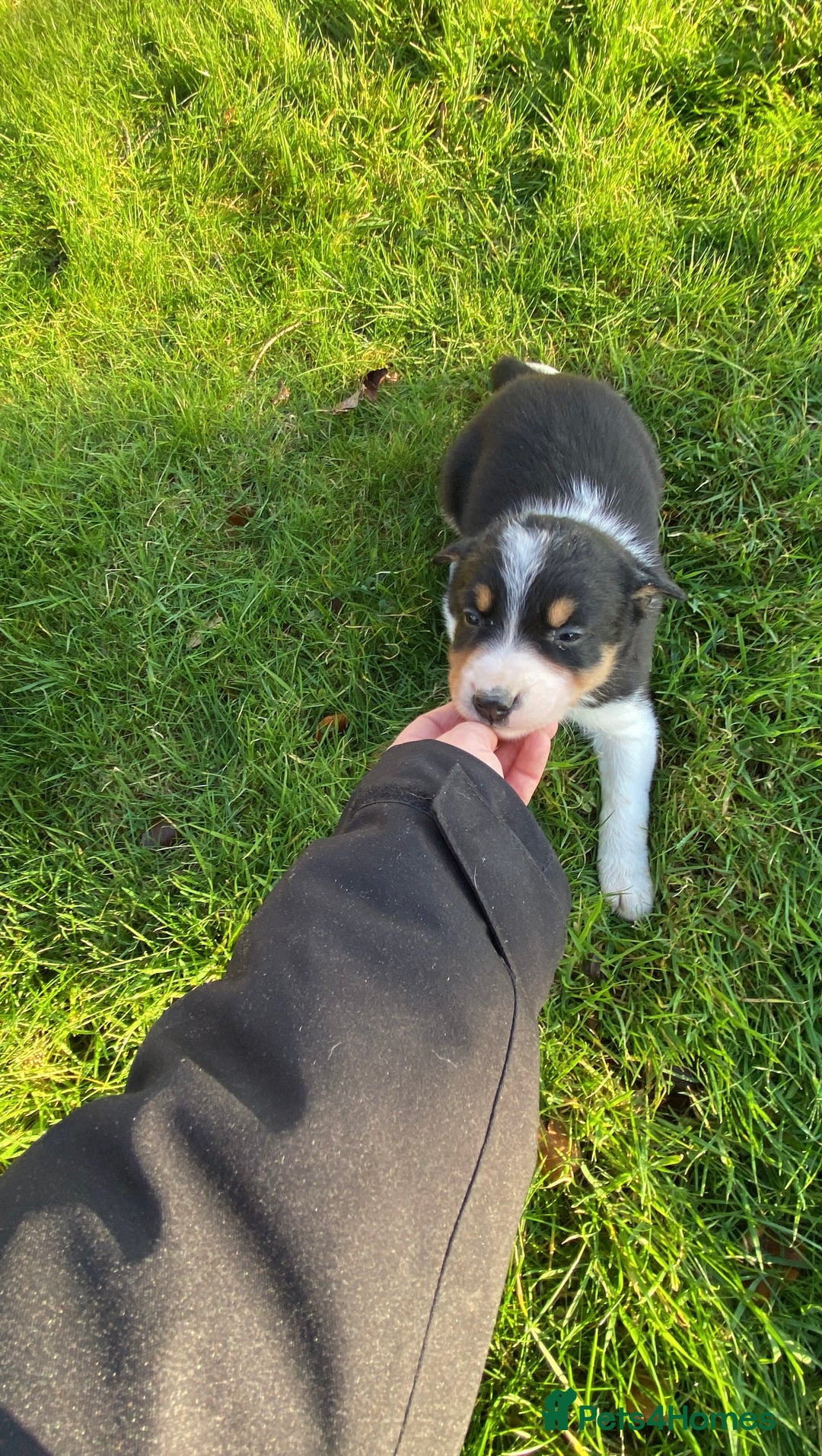 Mixed Breed dogs for sale: Beautiful Welsh Collie x Border Collie Puppies - Advert 23