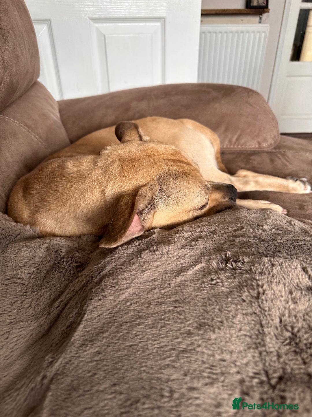 Mixed Breed dogs for sale: Staff x frenchie  - Advert 7