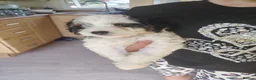 Cavapoo dogs for sale: Cavapoo puppys - Advert 19