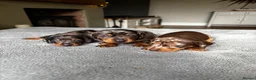 Miniature Dachshund dogs for sale: Wonderful litter of miniature dachshunds  - Advert 11