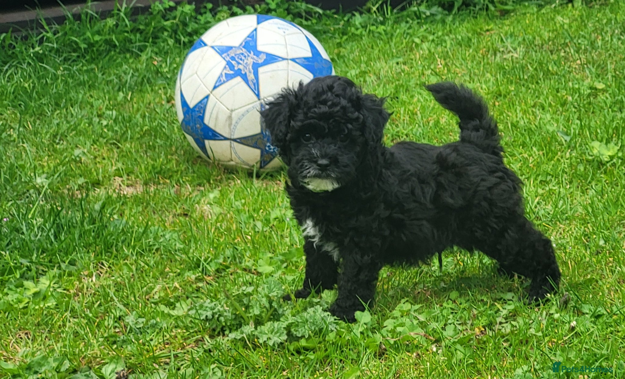 Poochon dogs Poochon  - Advert 1