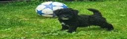 Poochon dogs for sale: Poochon READY TO GO - Advert 14