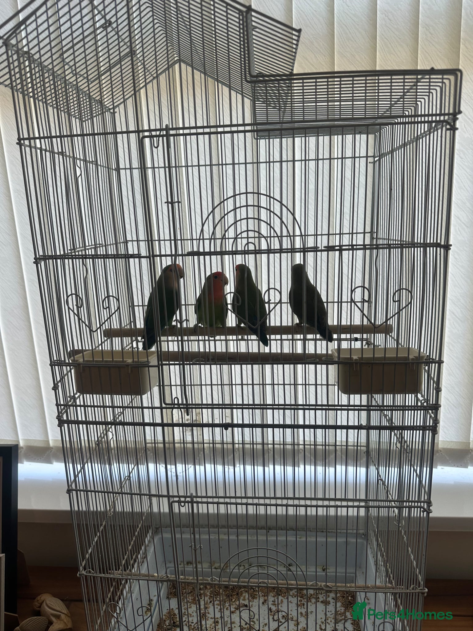 Lovebirds birds four lovebirds with cage  - Advert 1