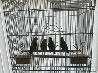 Lovebirds birds four lovebirds with cage - Advert 1