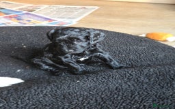 Sproodle dogs for sale: Beautiful litter of F2 Sproodles  - Image 22