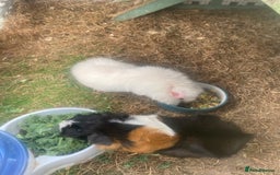 Guinea Pig rodents for sale: 3 x female Guinea pigs for sale - Image 2