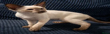 Siamese chocolate boy
