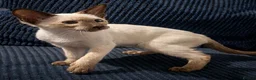 Siamese cats for sale: Chocolate Point Siamese Kitten - Advert 2