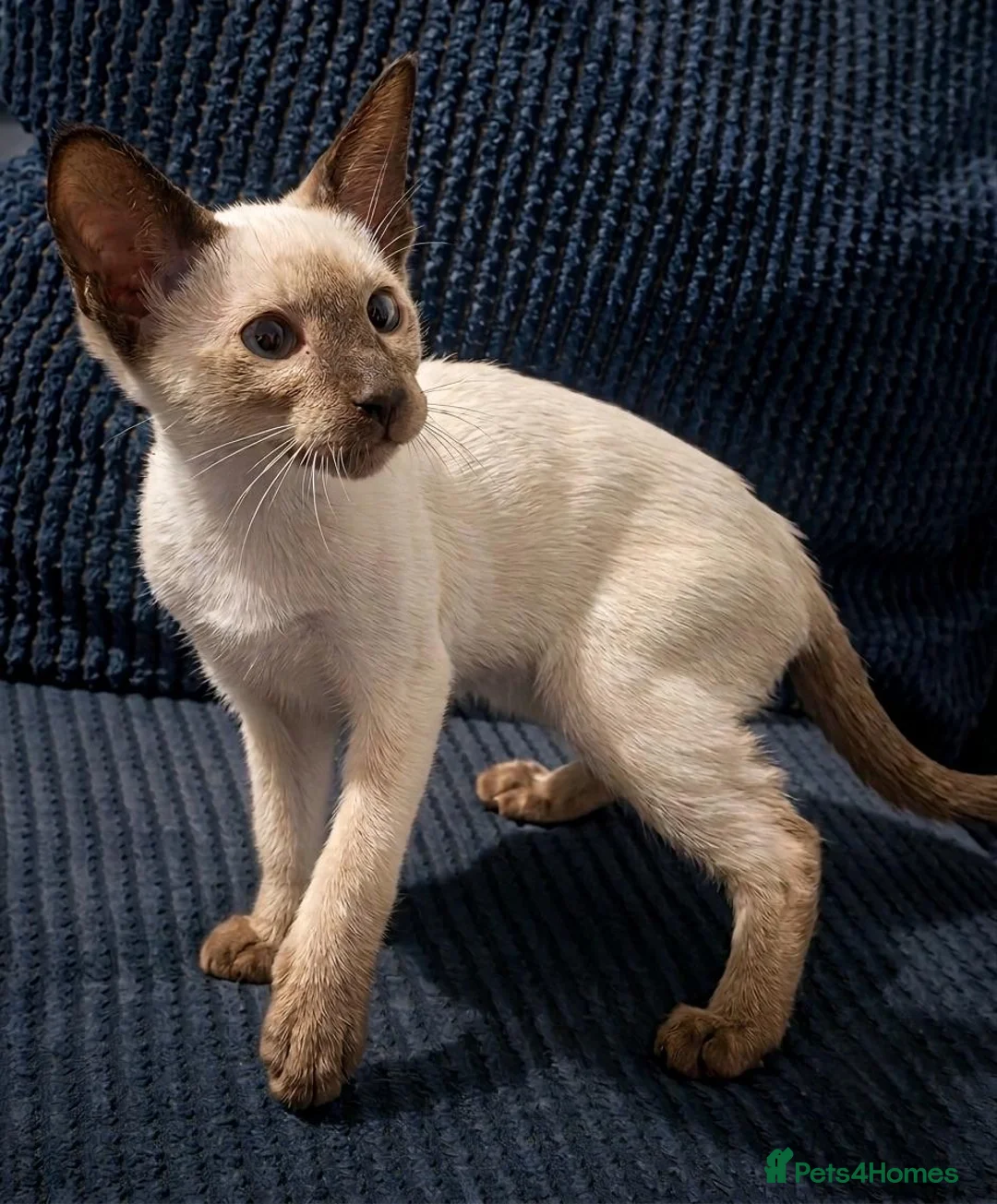 Siamese cats for sale: Chocolate Point Siamese Kitten - Advert 2