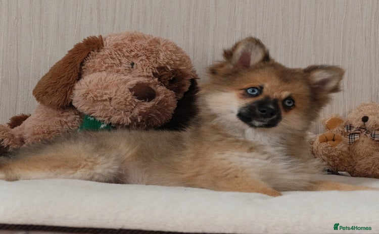 Pomsky dogs - Advert 1