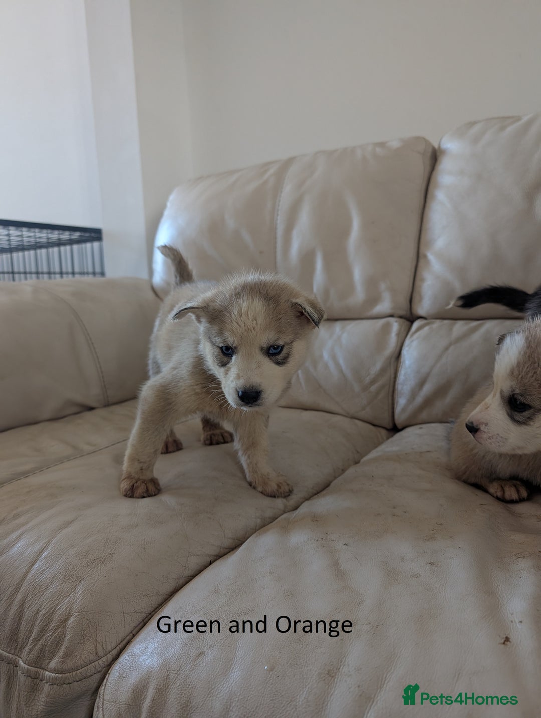 Siberian Husky dogs for sale: 5 Syberrian Husky puppies - Image 24