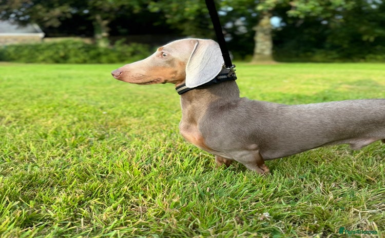 Miniature Dachshund dogs - Advert 3