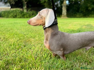 Miniature Dachshund dogs - Advert 14