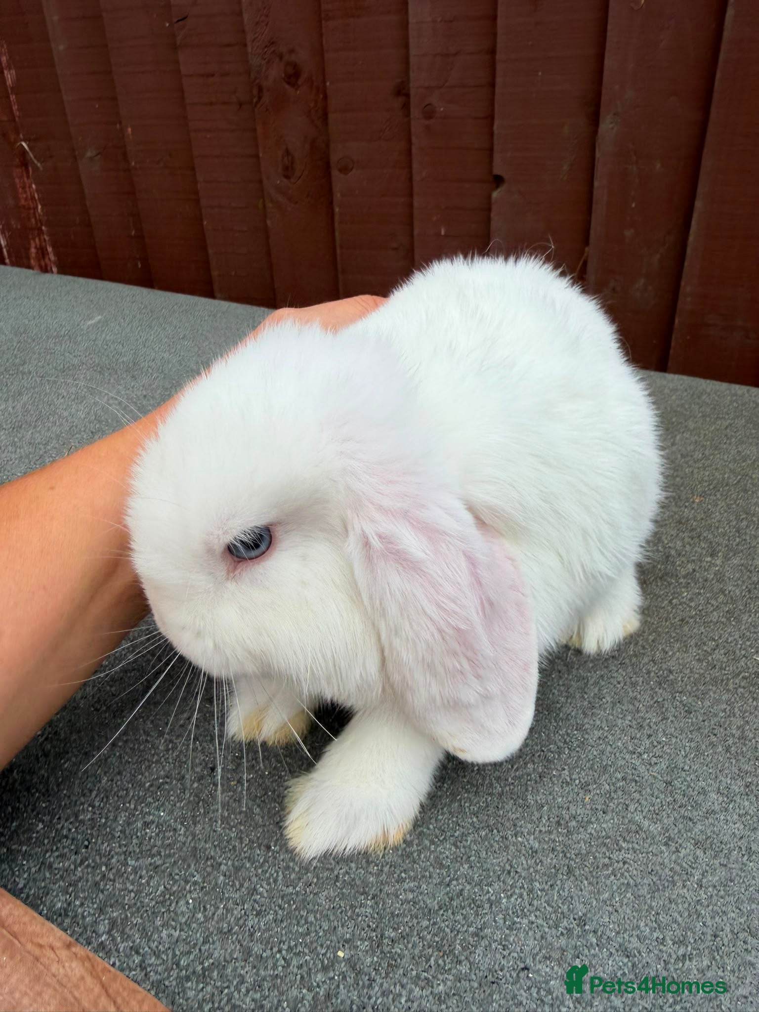 Mini Lop rabbits Purebred BEW minilop buck AVAILABLE NOW - Advert 2