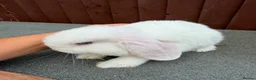 Mini Lop rabbits for sale: Purebred minilop bucks AVAILABLE NOW - Advert 7