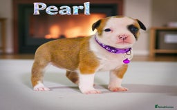 Staffordshire Bull Terrier dogs for sale: SHOW QUAILTY RED STAFF PUPPIES  - Image 5