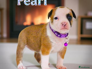 Staffordshire Bull Terrier dogs - Advert 3