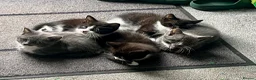 Mixed Breed cats for sale: mainecoon/european in Corby - Advert 1