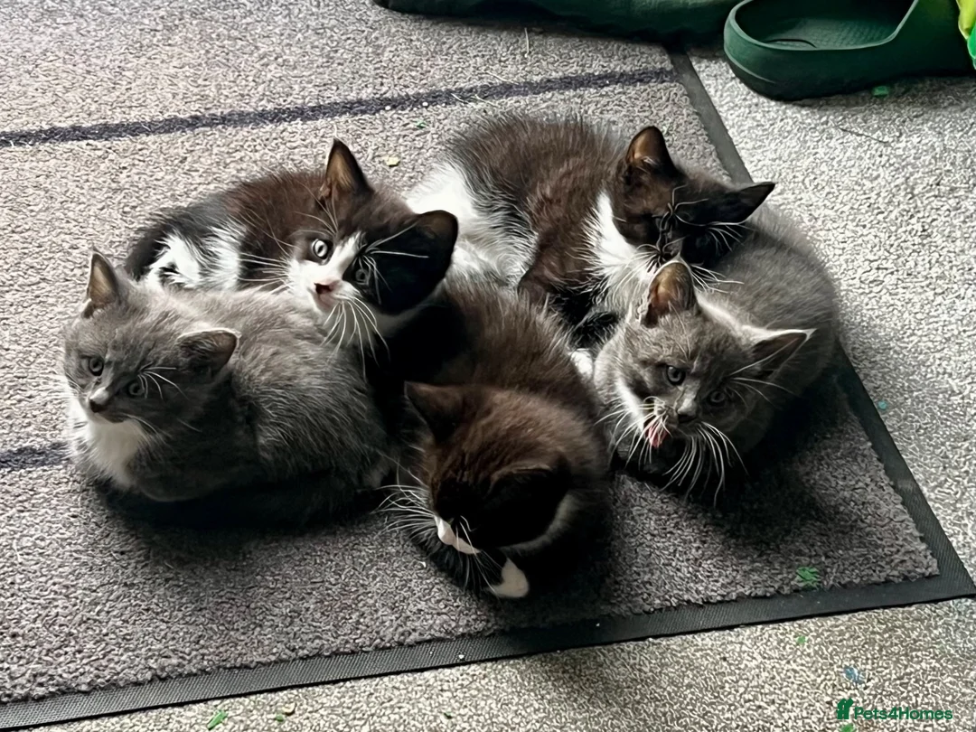 Mixed Breed cats for sale: mainecoon/european in Corby - Advert 1