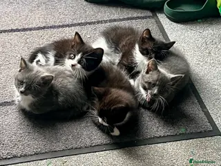Mixed Breed cats mainecoon/european - Advert 2