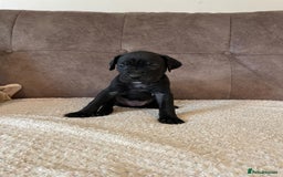 Cane Corso dogs for sale: Gorgeous cane corso - Image 6