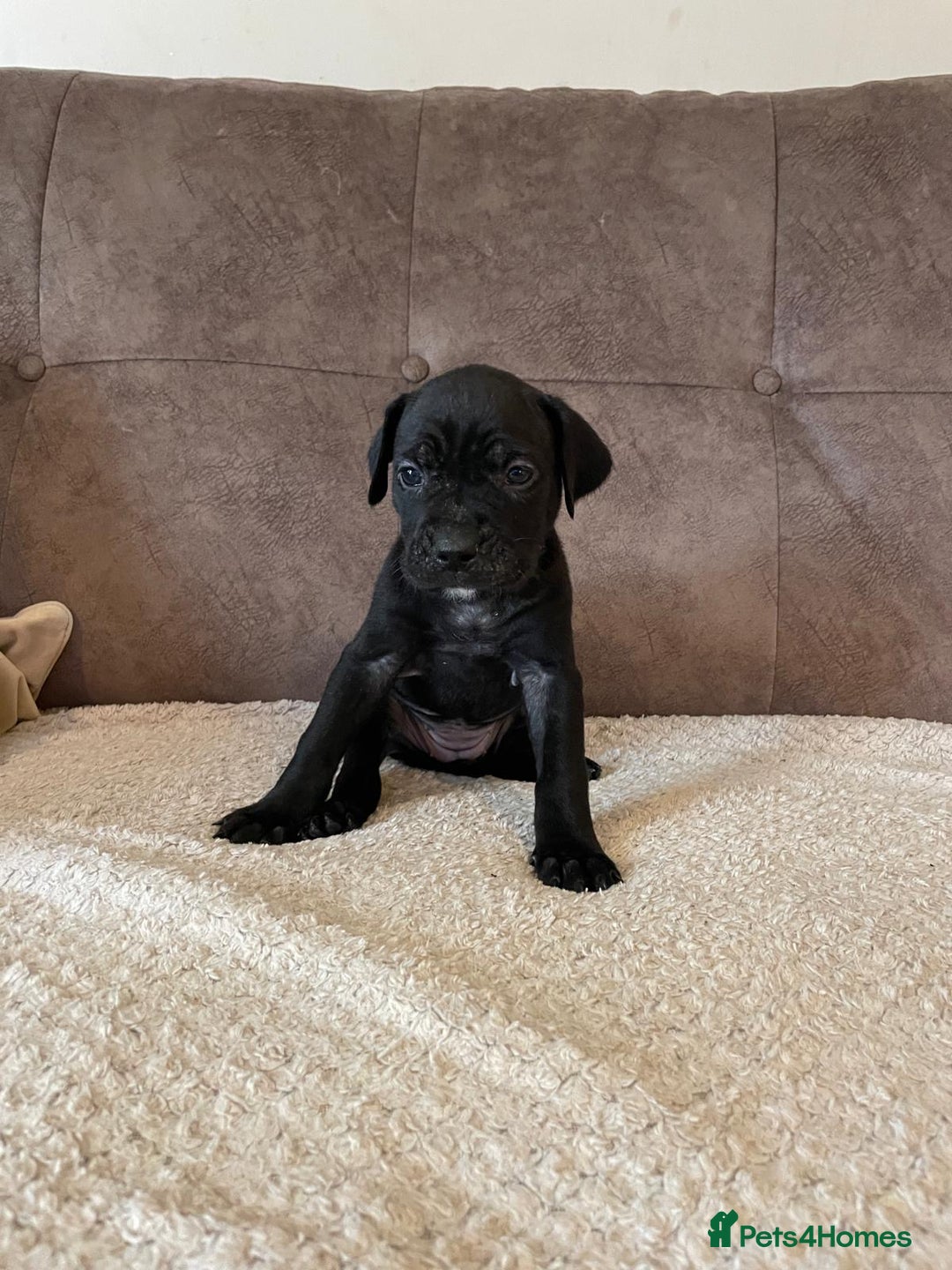 Cane Corso dogs for sale: Gorgeous cane corso - Image 6