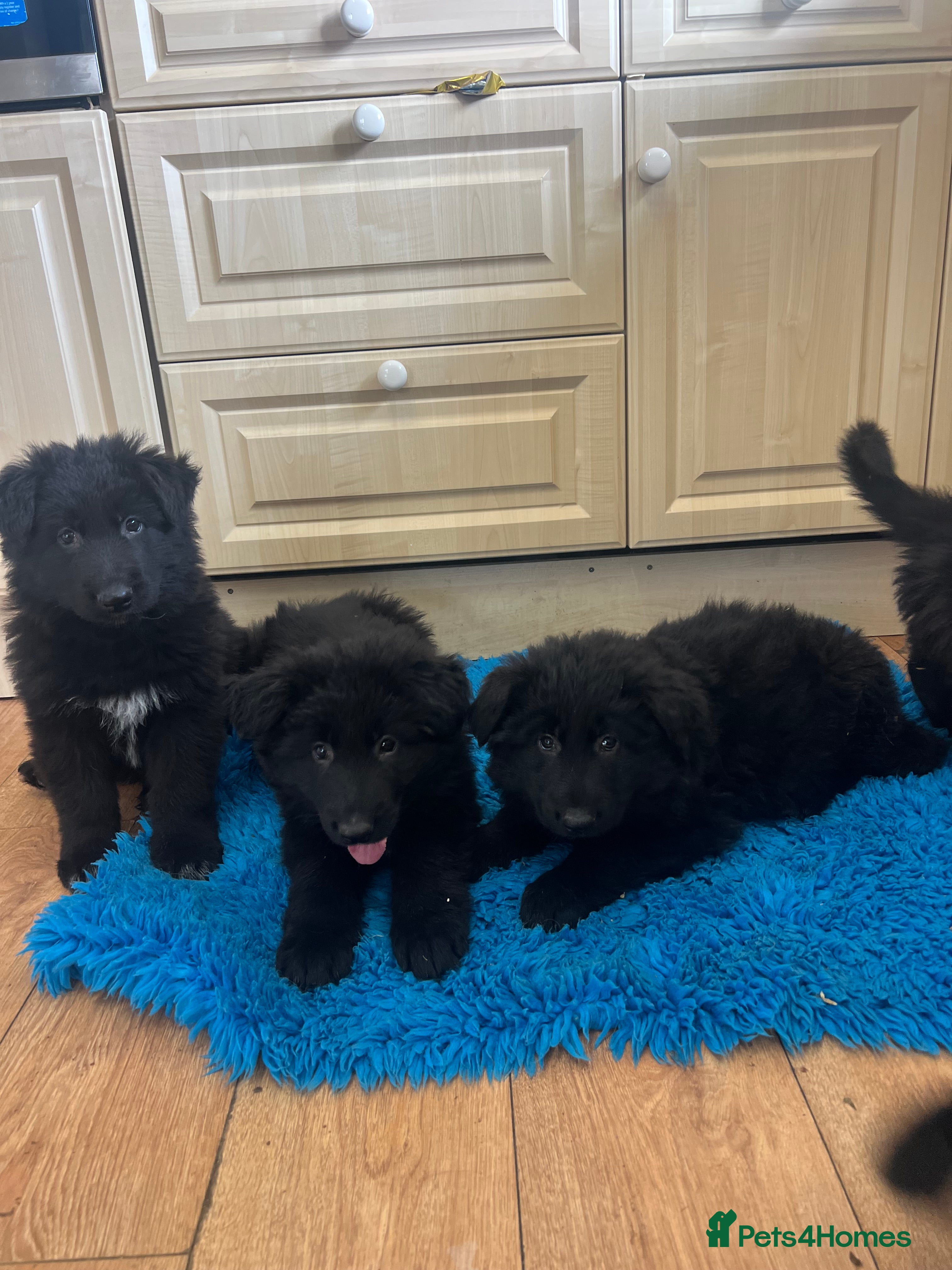 German Shepherd dogs Gorgeous Jet Black German Shepherd Puppies  - Advert 1