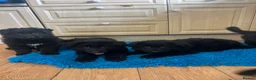 German Shepherd dogs for sale: Gorgeous Jet Black German Shepherd Puppies  - Advert 1